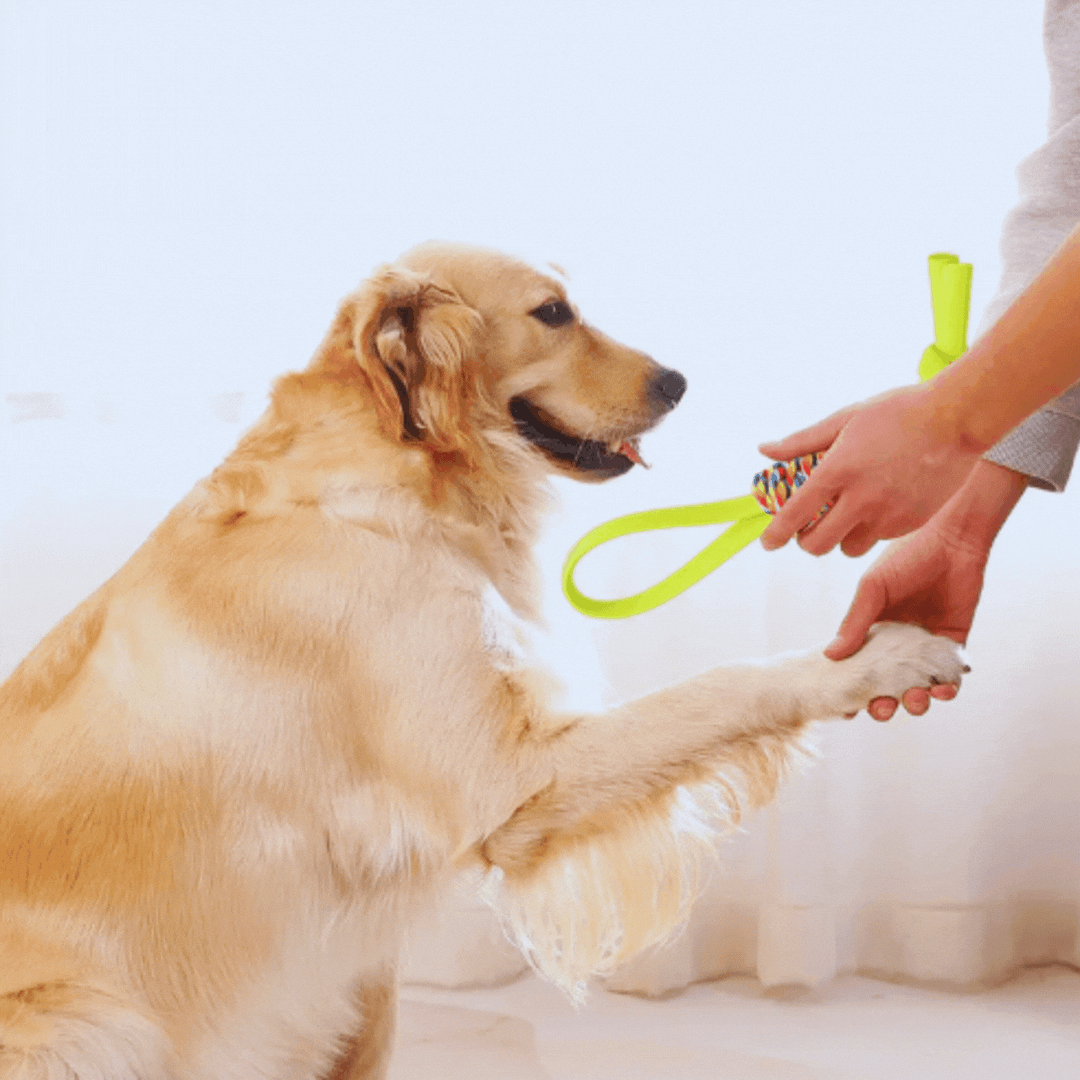 Colorful durable rope dog chew toy for active play and dental health, pet supplies
