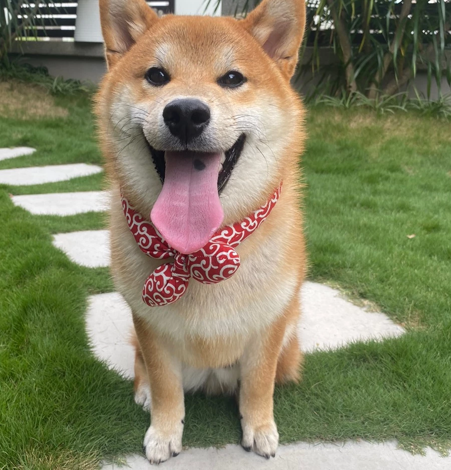 Cooling dog bandana with traditional pattern, perfect for hot days, helps keep pets comfortable.