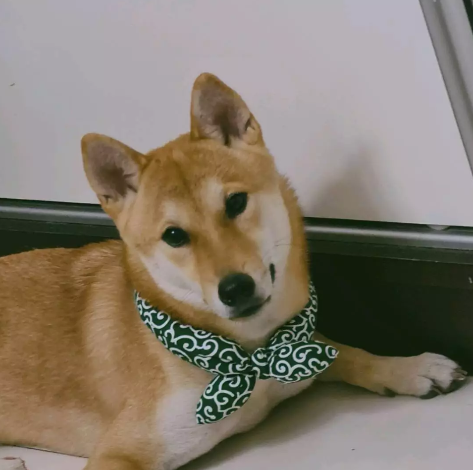 Traditional patterned cooling dog bandana, designed as summer dog gear for hot days.