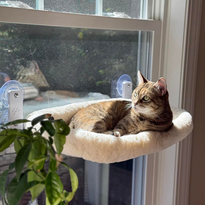 Two cats sharing a spacious cordless window perch, a large pet bed for lounging and sunbathing.