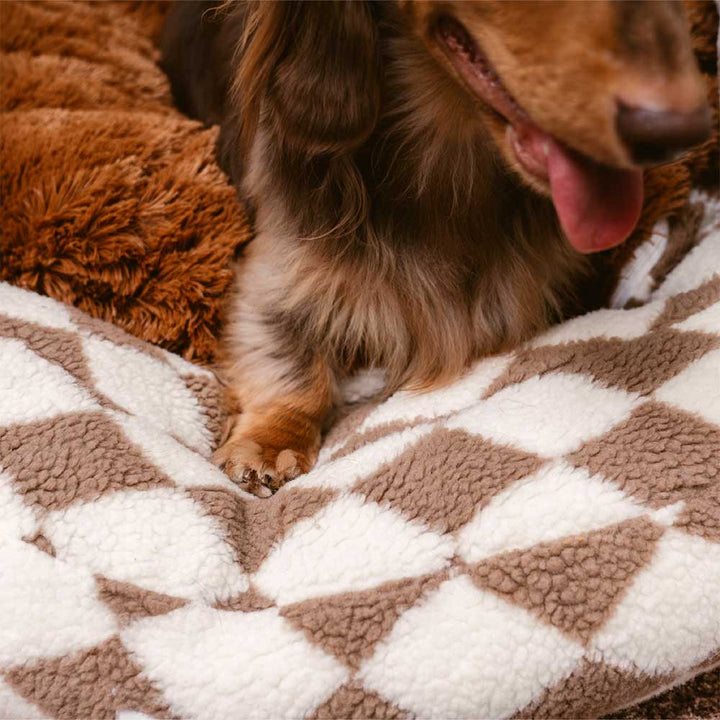Small dog comfortably asleep in an argyle washable donut bolster dog bed.