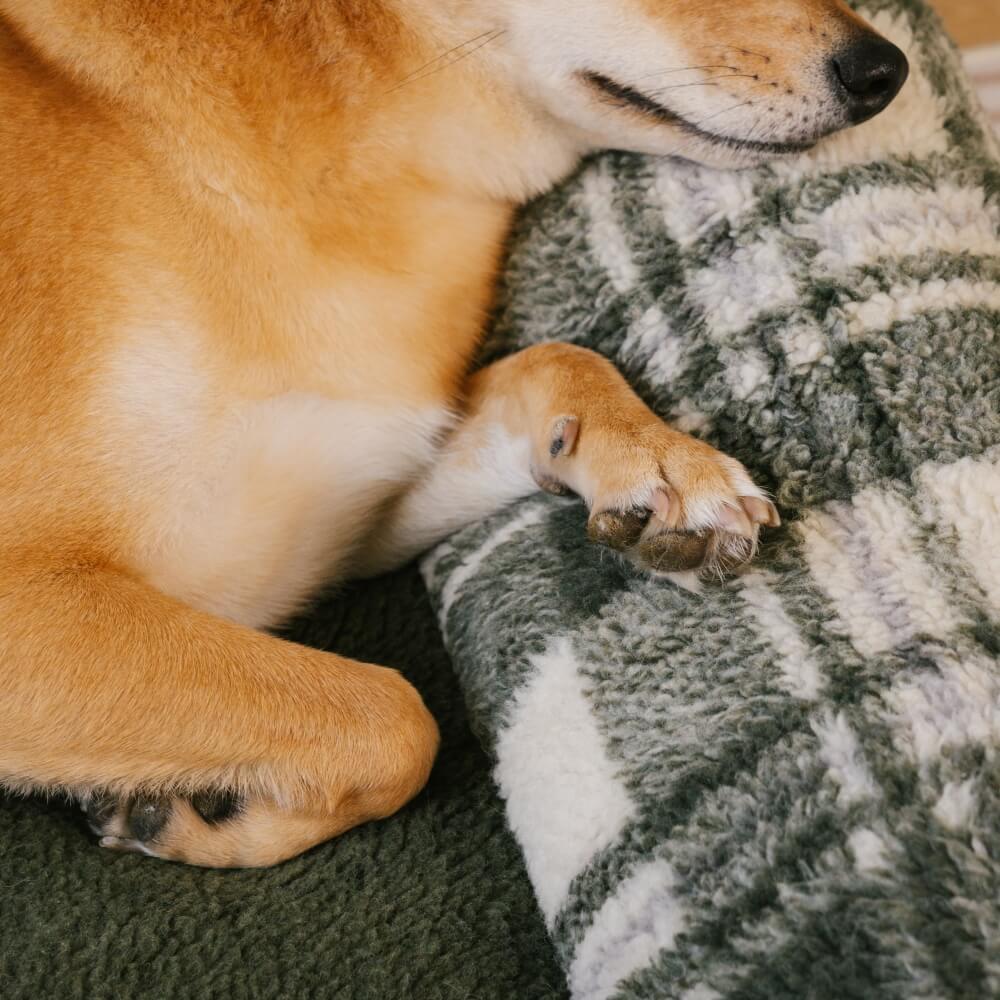 Small cat curled up in a cozy, washable calming bed with a stylish checkered print