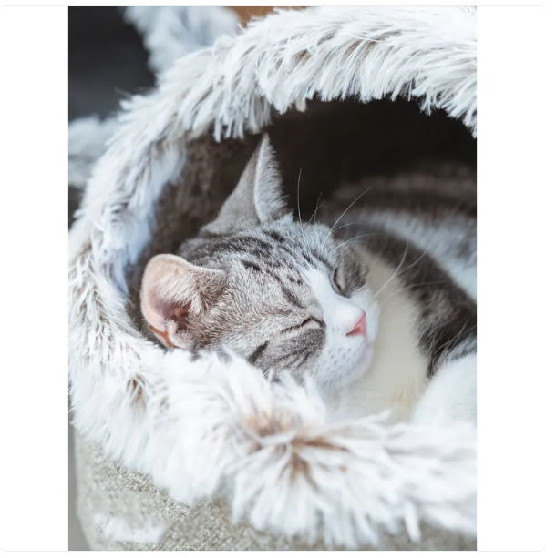 Front view of a cozy cat house bed with a prominent fluffy edge, ensuring pet comfort