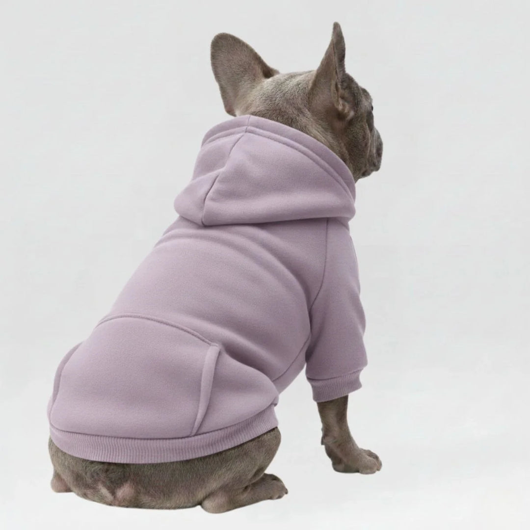 Dog in a warm yellow hoodie sweatshirt with pocket, essential winter dog clothes.