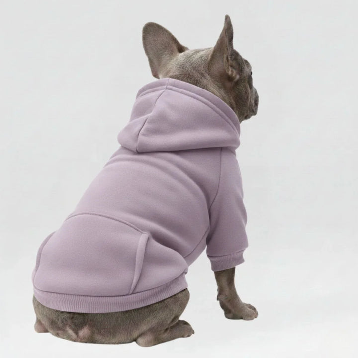 Dog in a warm yellow hoodie sweatshirt with pocket, essential winter dog clothes.