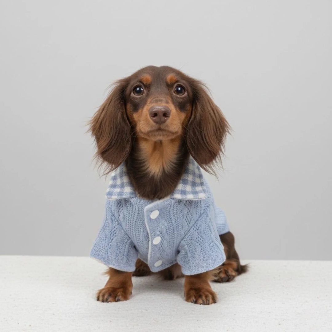 Small dog knitted sweater with adorable plaid collar detail, cozy winter clothes