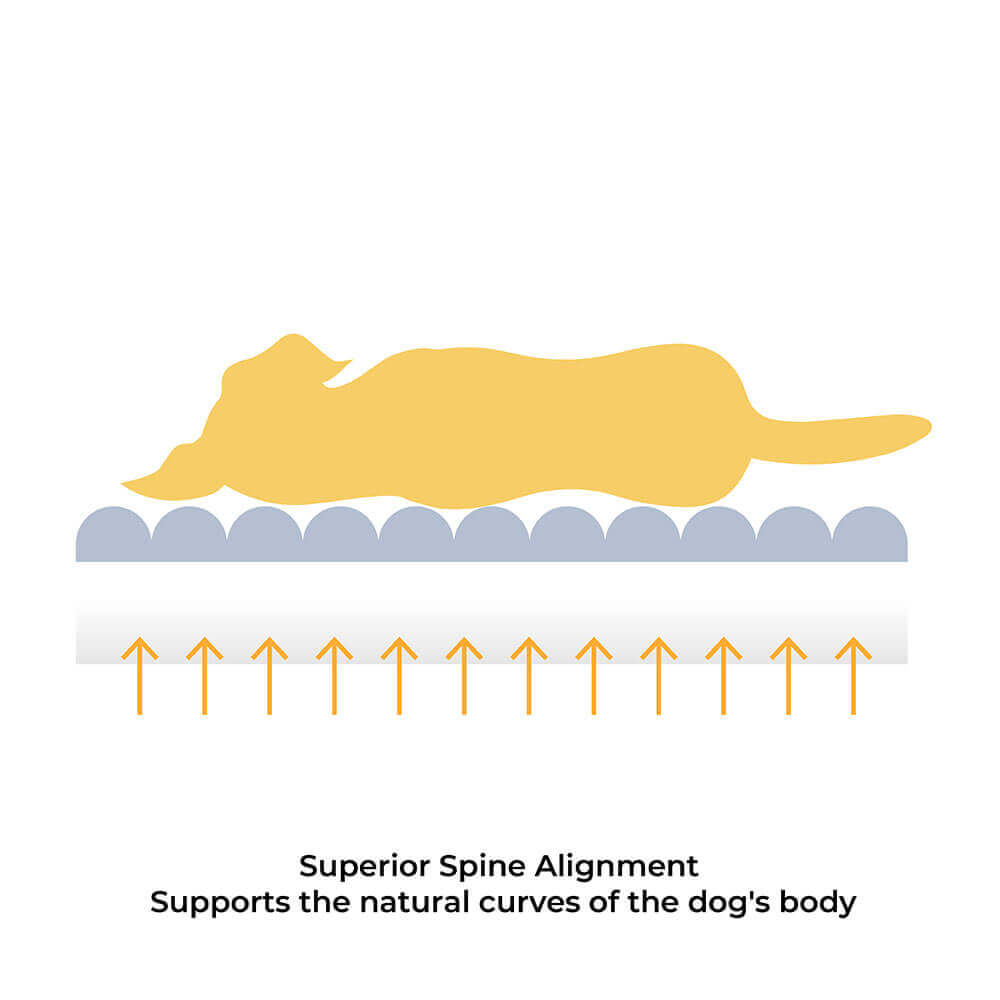 Large creamy dog bed, orthopedic flat design, superior comfort and support.