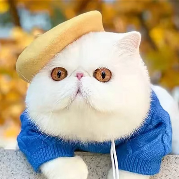 Cute cat wearing a stylish red felt pet beret, fashionable pet accessory.