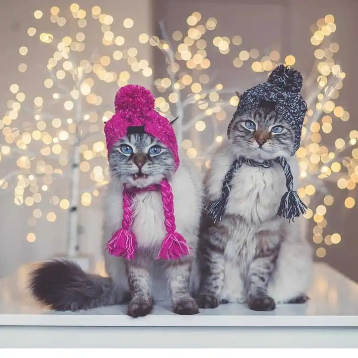 Fluffy cat in a blue knitted pet hat featuring braided pigtails and a charming top pompom, pet accessory.
