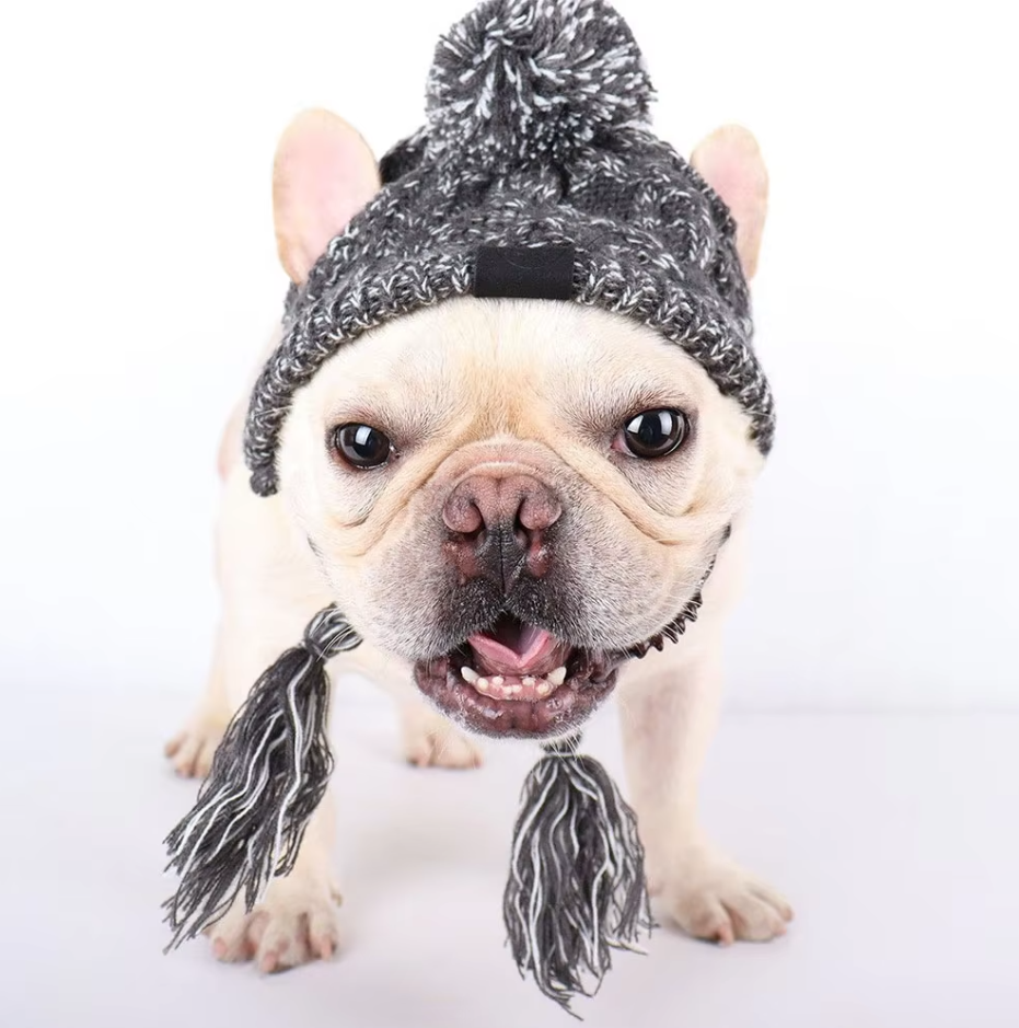 Small dog modeling a cozy purple knitted pet hat with playful pigtails and a large pompom, cute pet winter gear.