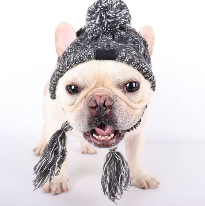Small dog modeling a cozy purple knitted pet hat with playful pigtails and a large pompom, cute pet winter gear.