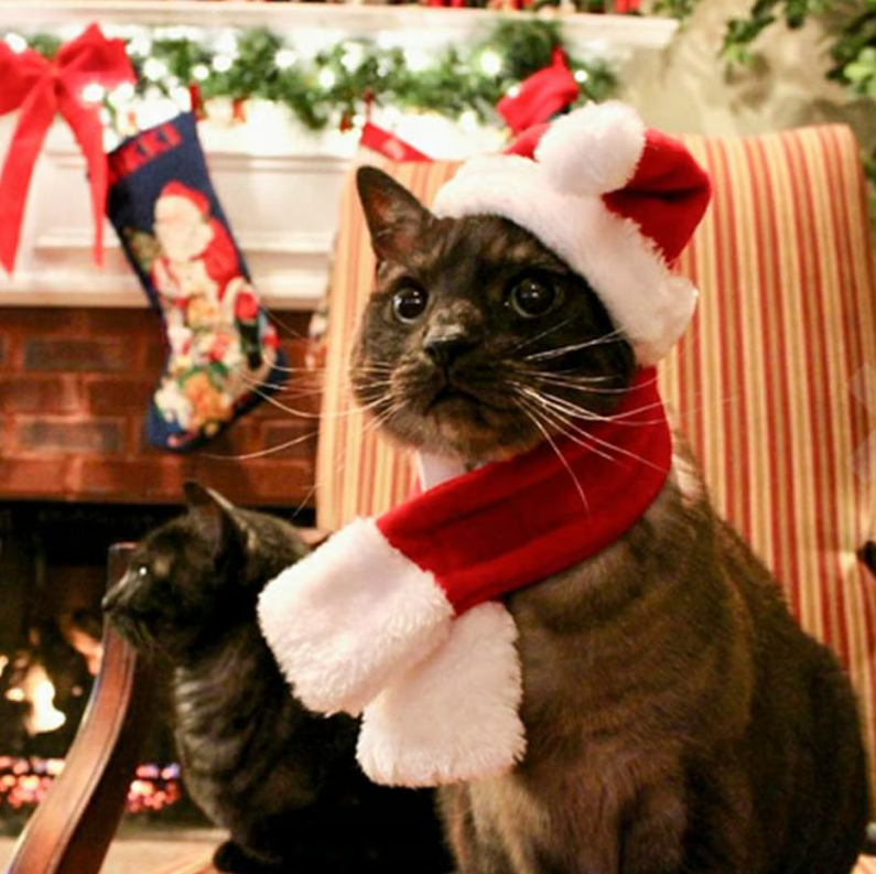 Cute dog wearing a red and white striped pet Christmas hat and matching scarf set, festive pet apparel
