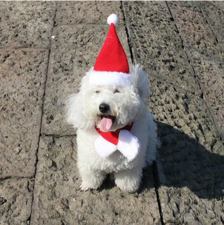 Pet Christmas hat from the set, red with white trim and pom-pom, perfect festive animal accessory