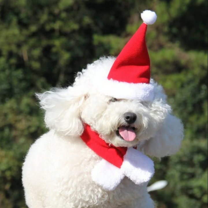 Side view of a dog in a pet Christmas hat and scarf set, showing off holiday pet style, winter pet apparel