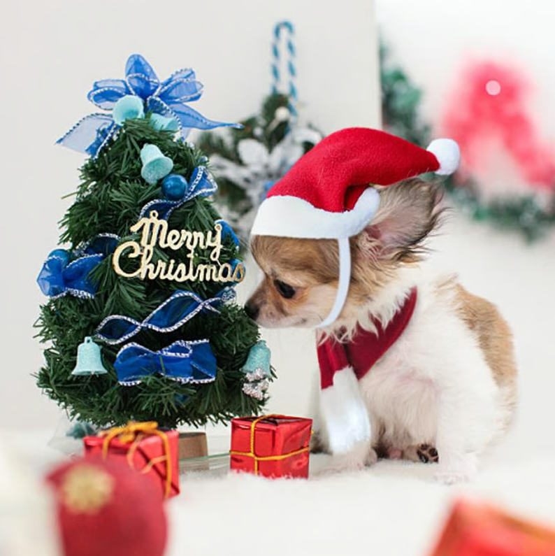 Cat sitting comfortably in its pet Christmas hat and scarf, a cozy and cute pet holiday costume set