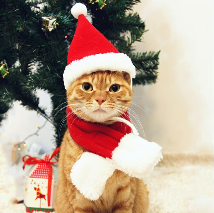 Close-up of a pet Christmas hat for dogs and cats, featuring a soft pom-pom and winter pet design
