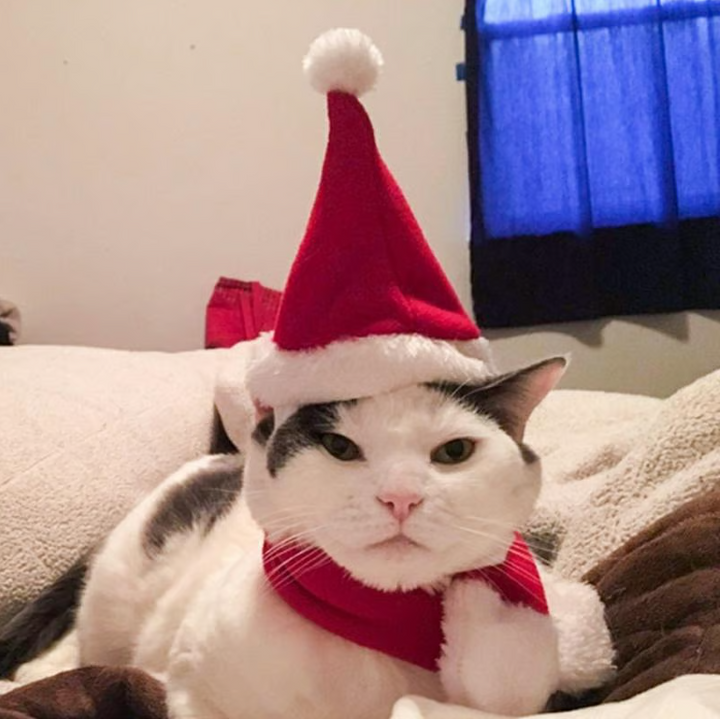 Pet Christmas hat and scarf set displayed neatly, red and white striped design, cute pet apparel