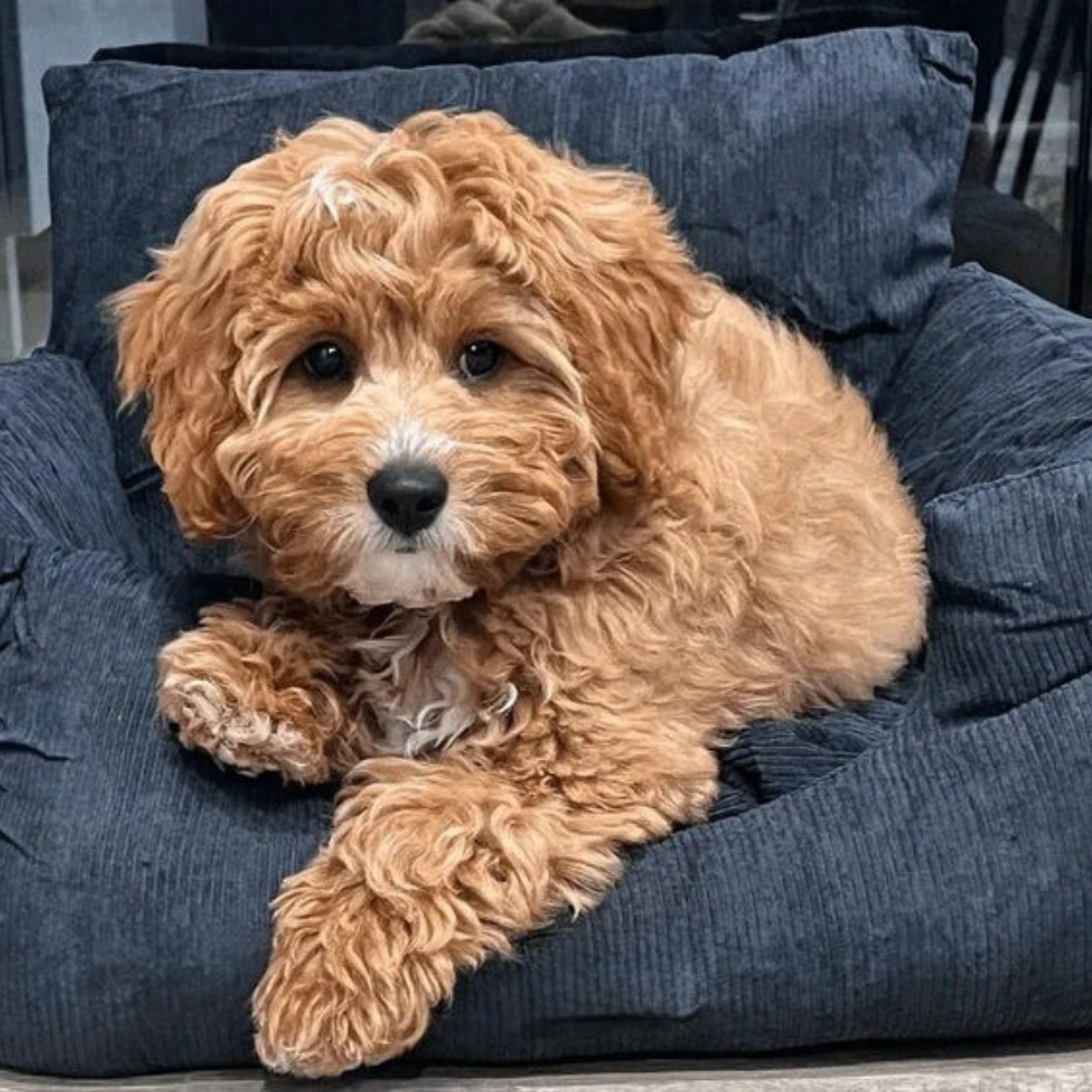 Comfortable, washable pet bed in a light brown color, designed with soft plush for ultimate pet comfort for small animals