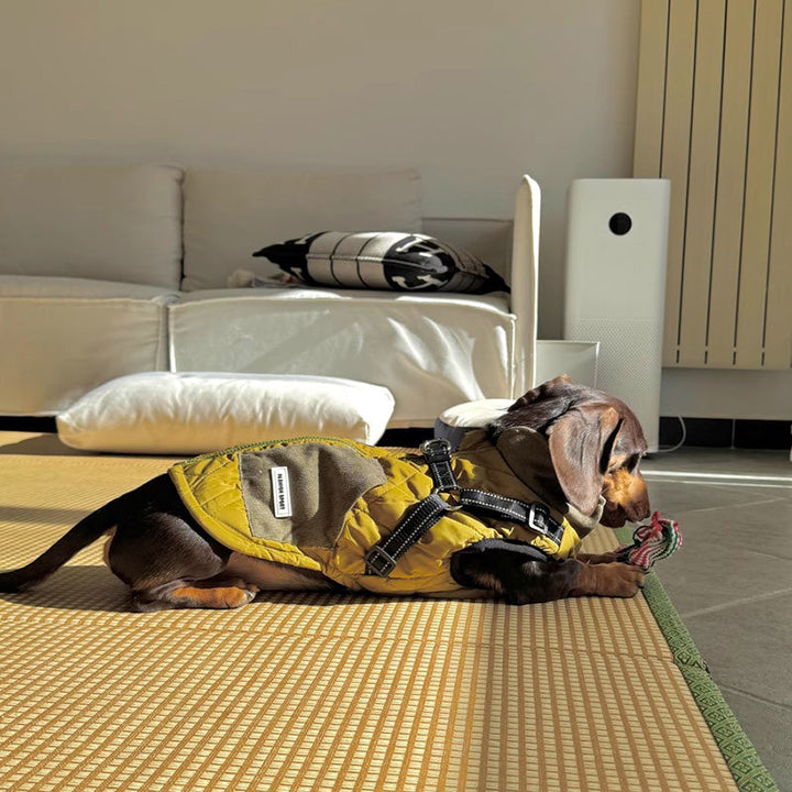 Dog accessories: 3-in-1 winter coat with integrated harness, red, waterproof dog jacket