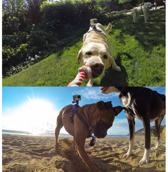 Comfortable dog camera harness featuring a front chest mount for immersive pet's eye view footage