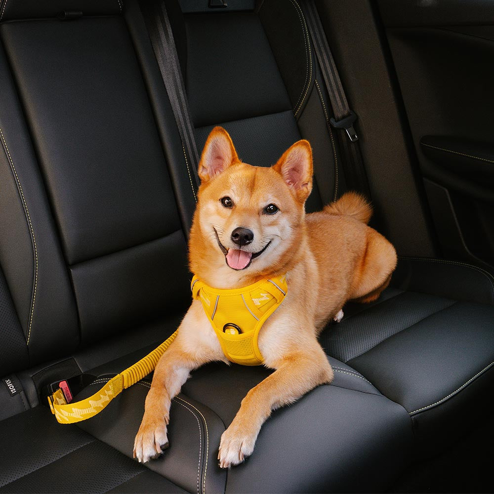 Black dog car seat belt & adjustable harness for vehicle pet restraint