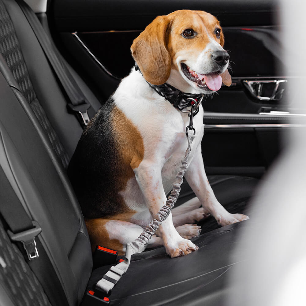 Reflective dog harness & car seat belt, a perfect pet travel accessory