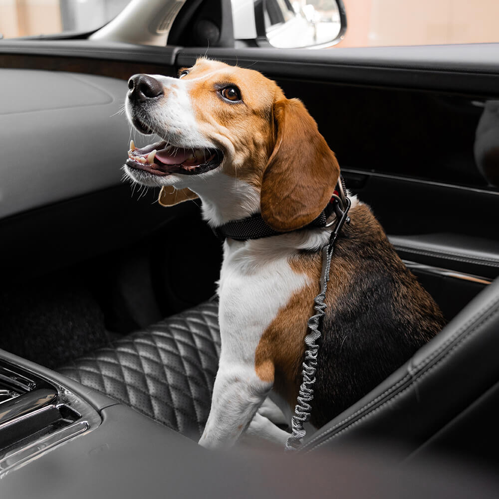 Nylon adjustable dog harness & reflective car seat belt, pet safety