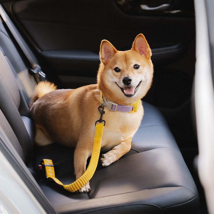 Reflective dog car accessory: adjustable harness & seat belt set
