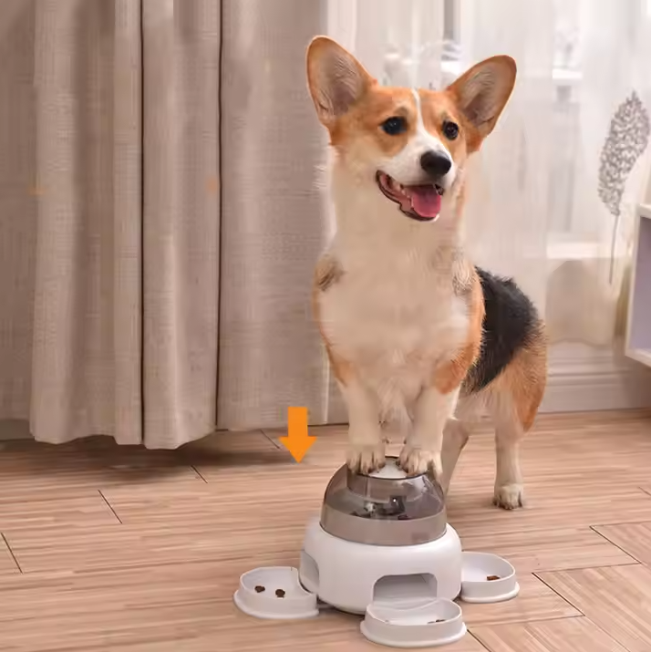 Dog auto food dispenser with transparent chamber, showing kibble, for easy refill and hygienic pet feeding