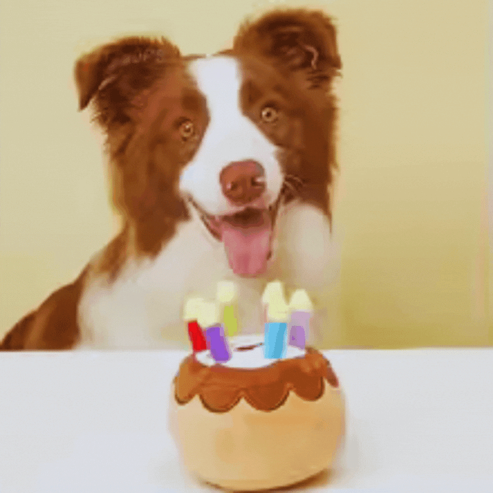 Dog birthday cake plush toy with colorful candles, perfect pet accessory for festive playtime