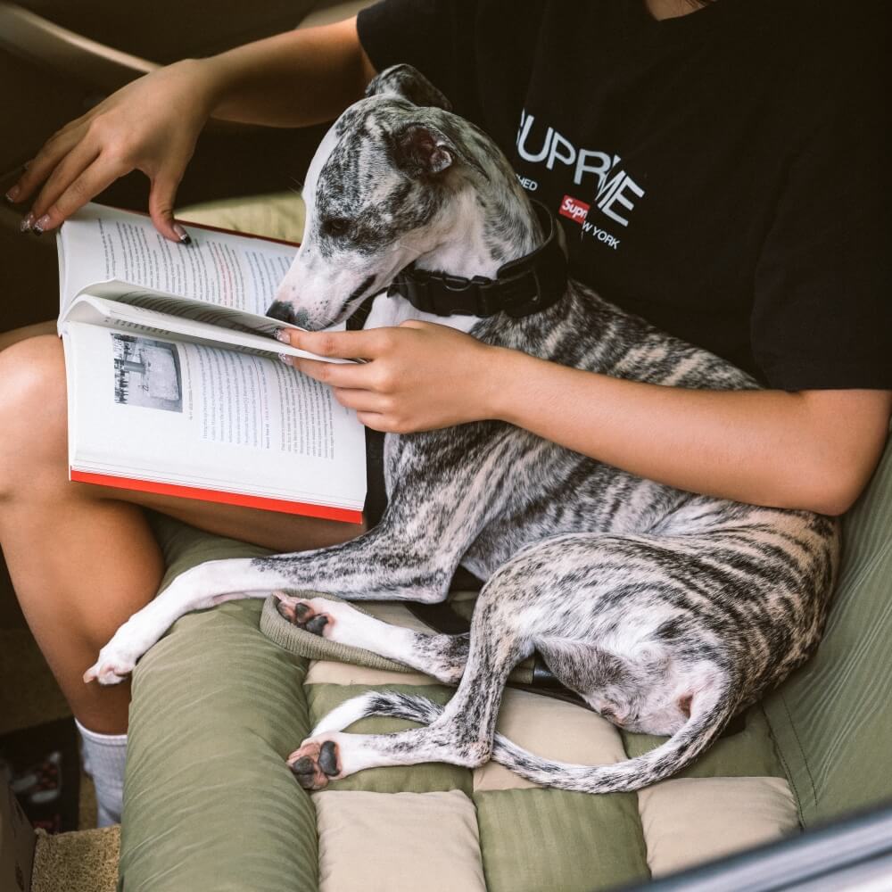 Compact dog car seat bolster, easy installation for pet travel safety in cars