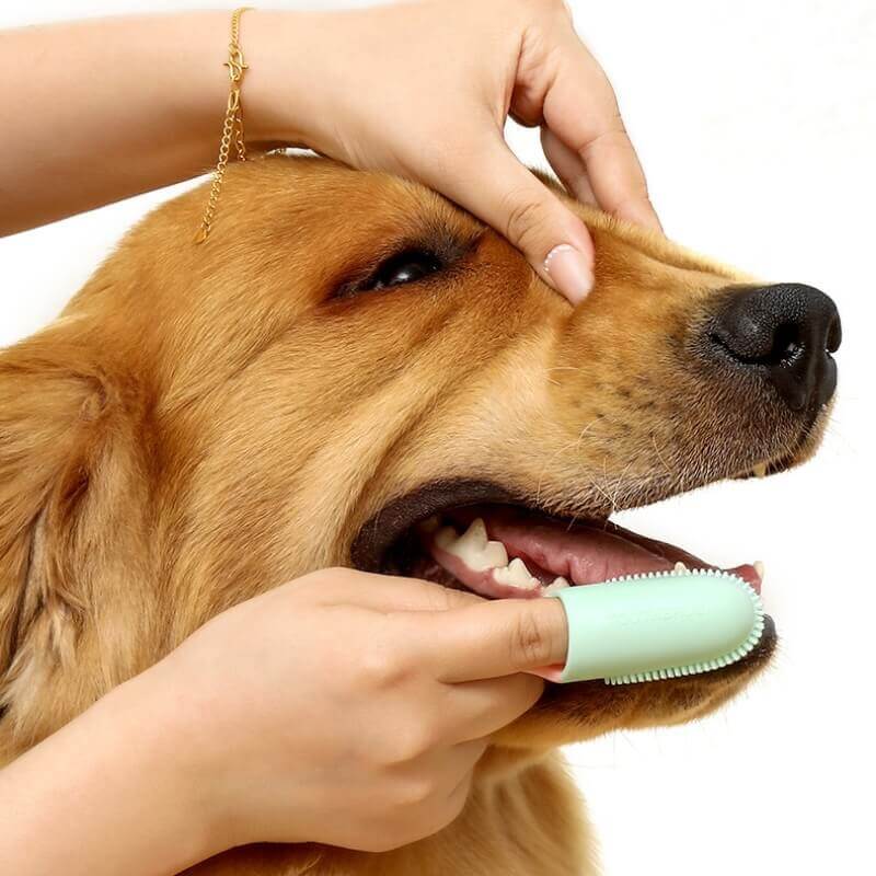 Assortment of colorful finger toothbrushes for pets, designed for dog & cat oral hygiene