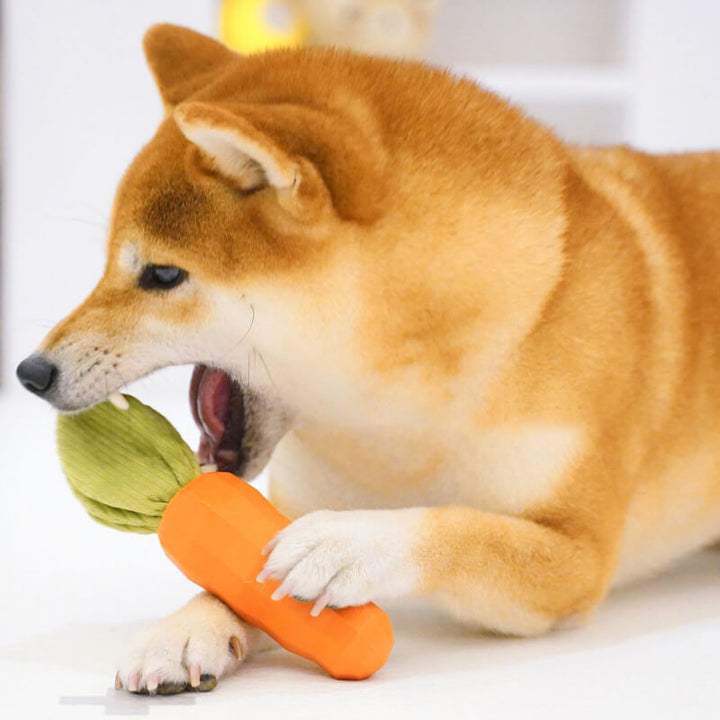 Dog chewing on a bright orange carrot-shaped dental toy with squeaker, cleaning teeth.