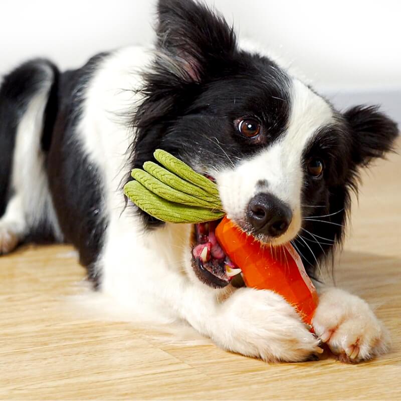 Close-up of the textured surface of a dog dental chew squeaky carrot toy for gum health.
