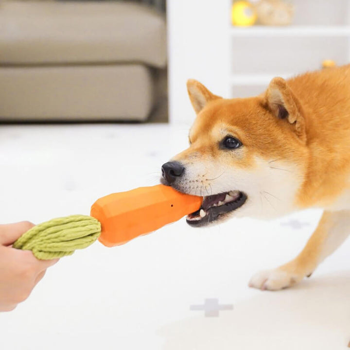 A happy dog holding a squeaky carrot toy in its mouth, ready for play.