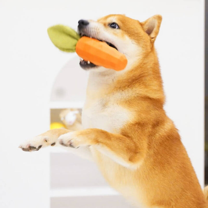 Assortment of vibrant orange dog dental chew squeaky carrot toys on a white background.
