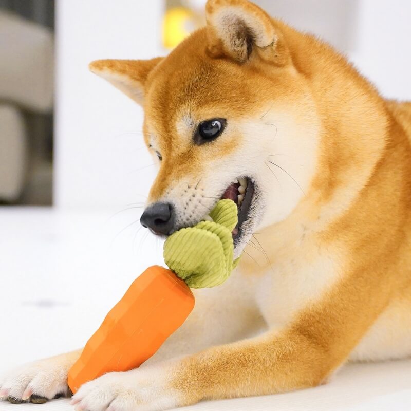 Packaging displaying a dog dental chew squeaky carrot toy, highlighting its durability.