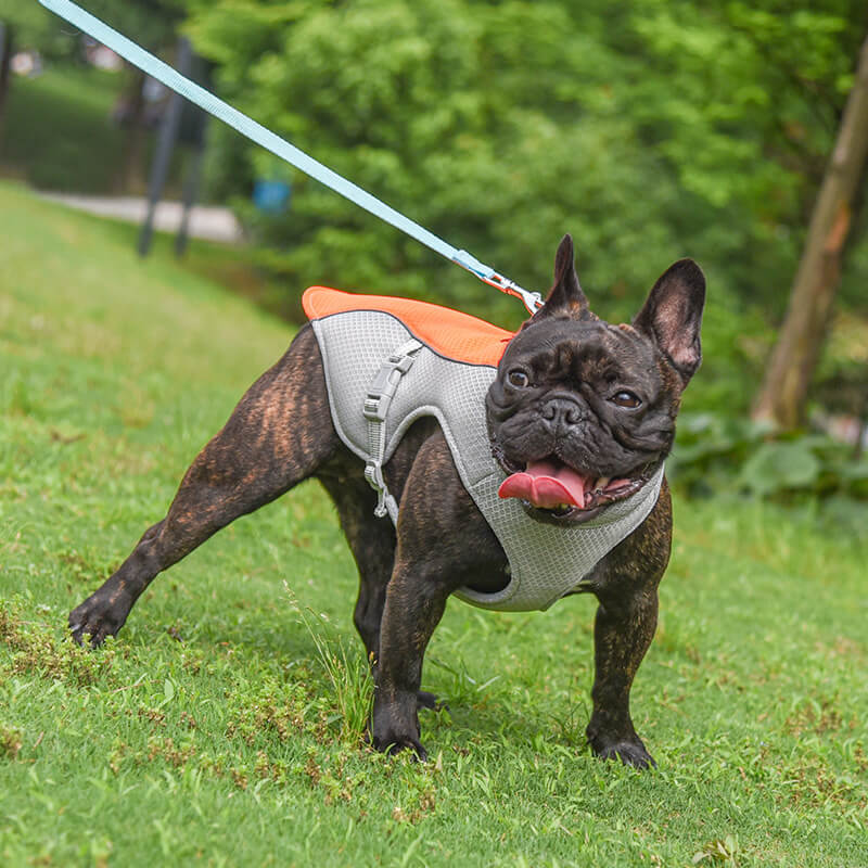 Summer dog vest with sun protective fabric, for breathable and comfortable outdoor wear.