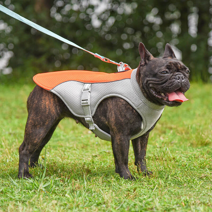 Adjustable reflective dog cooling vest, perfect pet apparel for summer heat and sun.