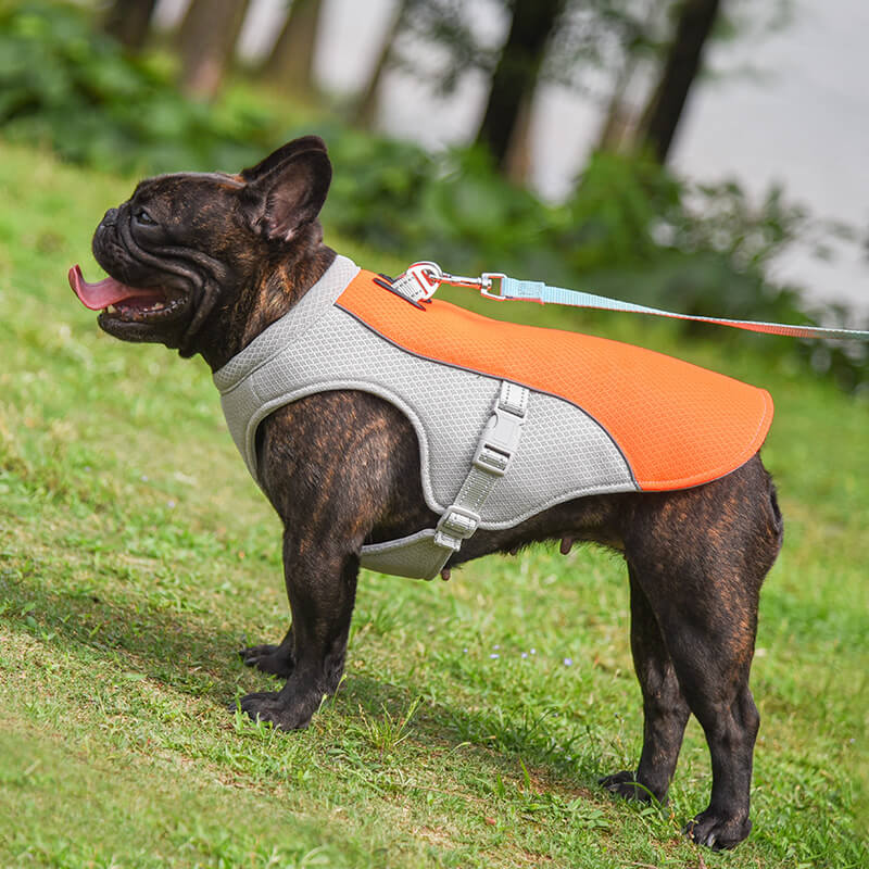 Dog heat relief vest, a breathable and sun protective solution for outdoor summer fun.
