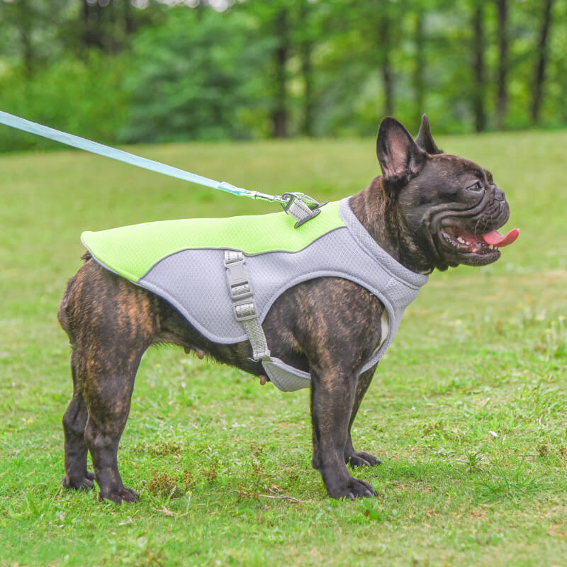 Blue dog vest offering evaporative cooling and sun protection for warm weather adventures.