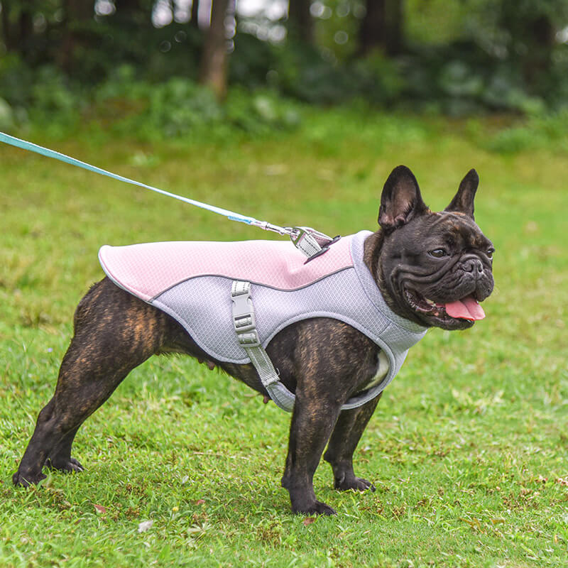 Breathable dog cooling vest with reflective strips, ideal for outdoor summer adventures.
