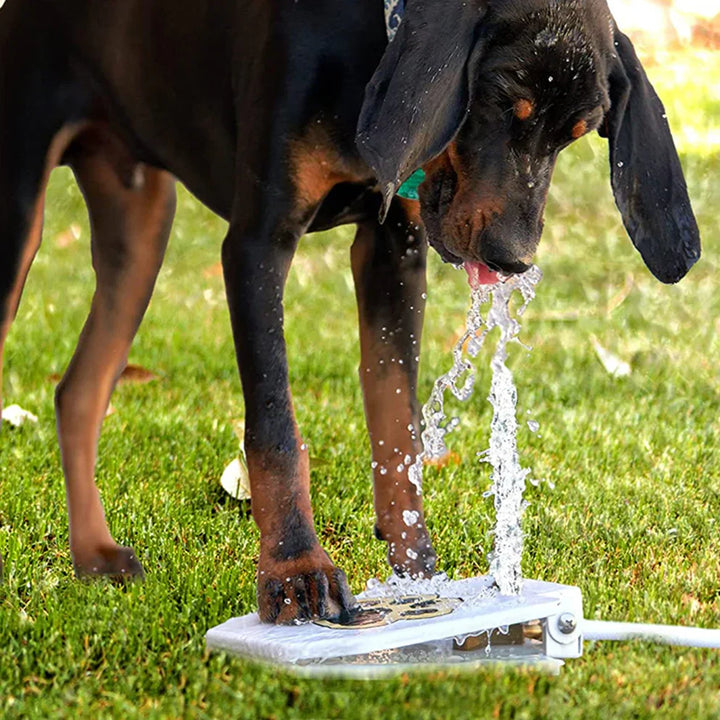 Dog enjoying a refreshing splash from an interactive water fountain play mat outdoors on a sunny day