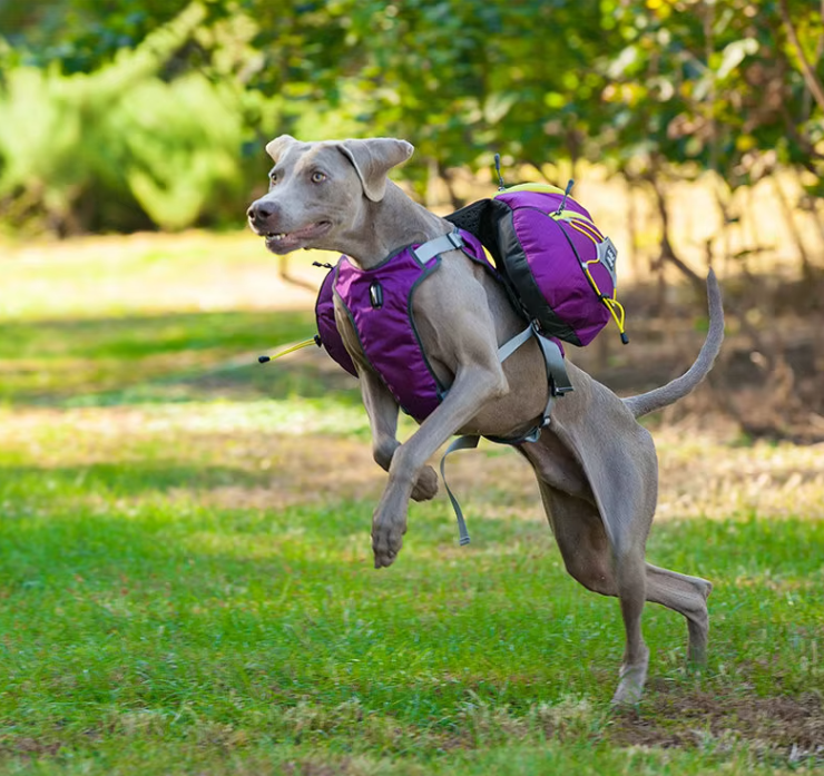 Close-up of a durable dog hiking backpack with waterproof zipper pockets for pet essentials