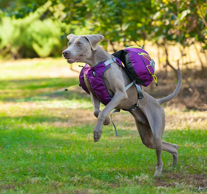 Close-up of a durable dog hiking backpack with waterproof zipper pockets for pet essentials