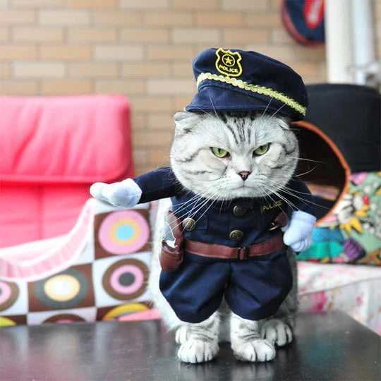 Black cat in a charming witch hat pet costume, perfect Halloween pet accessory.