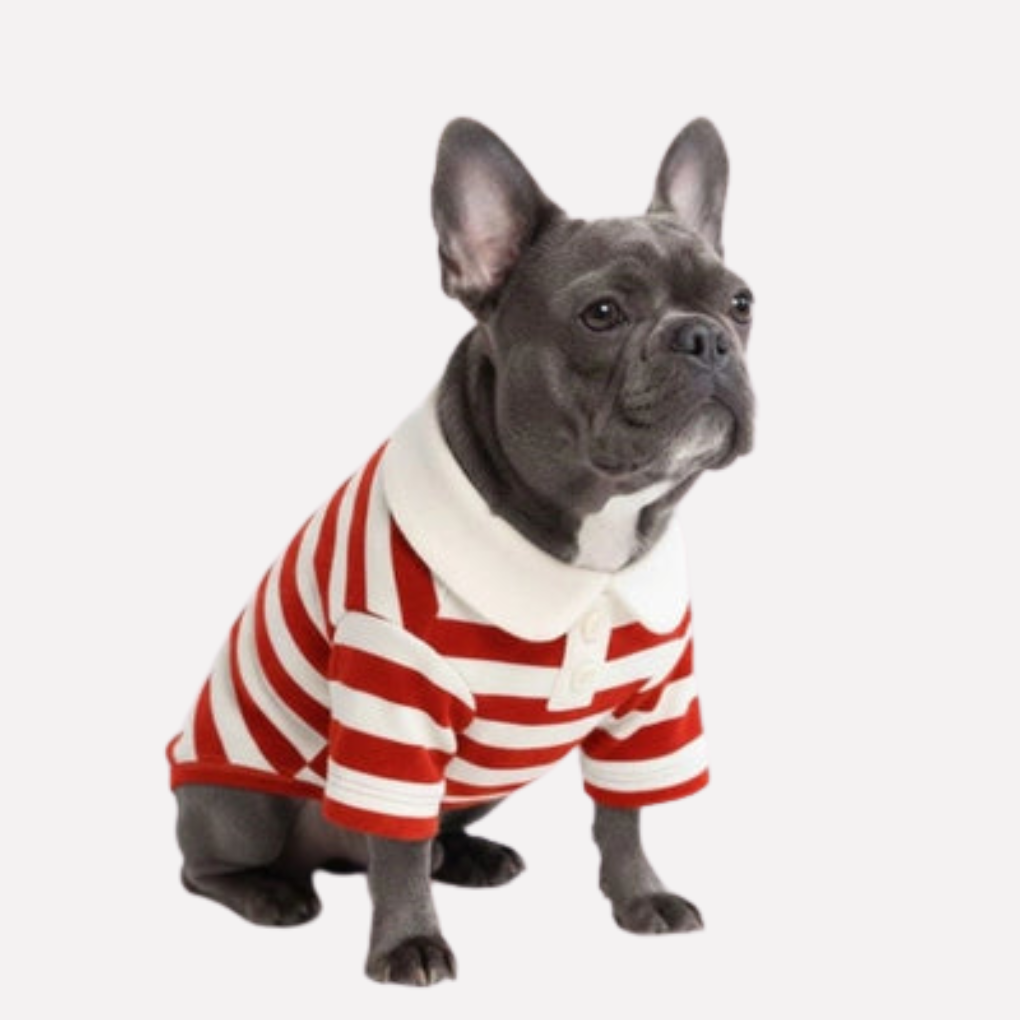 Comfortable striped dog polo shirt in green and white, a trendy pet apparel item for your dog.