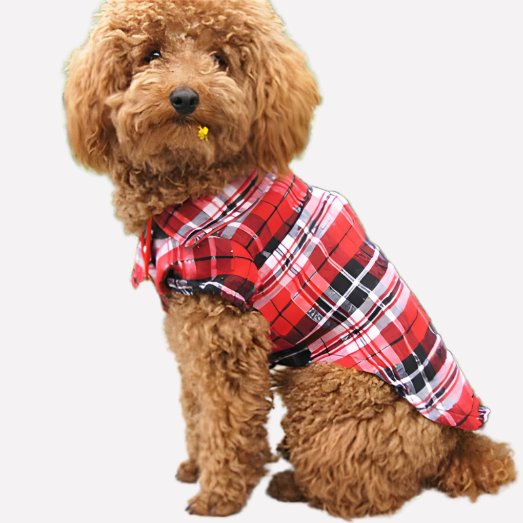 Dog in red and black plaid button-down short sleeve shirt, looking fashionable and cute.