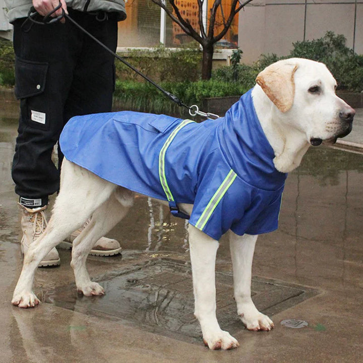 Dog in red waterproof dog jacket with hood, protecting from rain and wind during outdoor walk.
