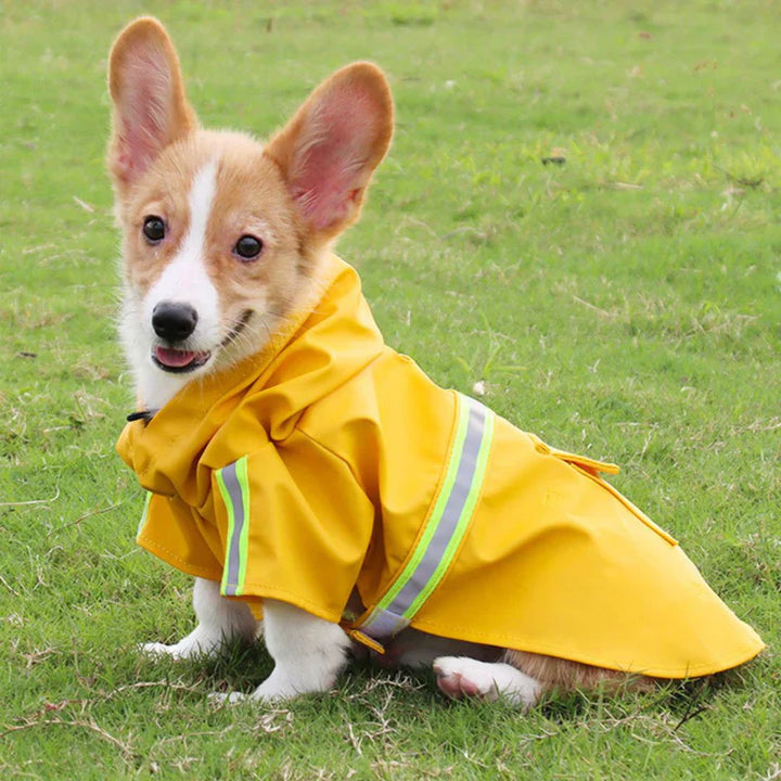 Small dog wearing a yellow waterproof dog jacket with hood, ready for all weather protection.